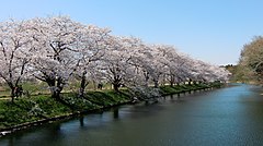 Cherry blossom in Fukuokazeki sakura park.JPG