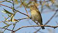 Phylloscopus Collybita