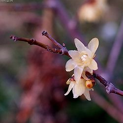 Chimonanthus praecox.jpg