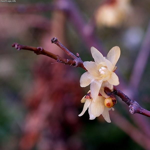 File:Chimonanthus praecox.jpg