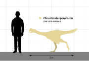 Chirostenotes size