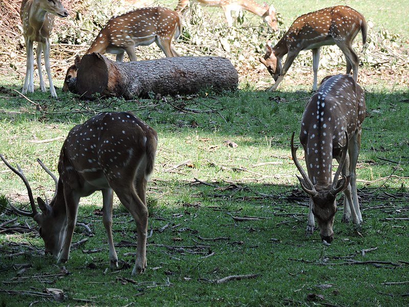 Chital or Spotted Deer.JPG