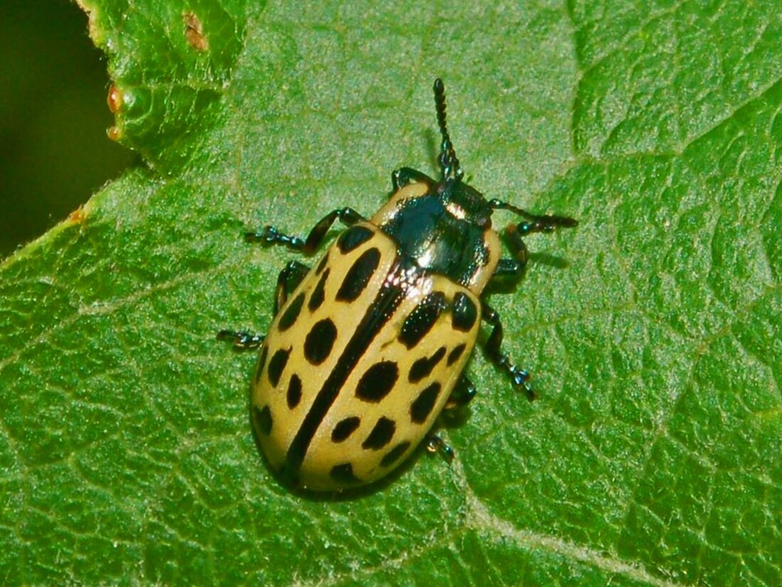 Chrysomelini