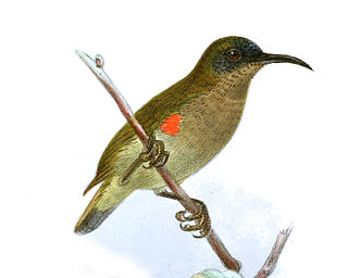 Ursulas sunbird Species of bird