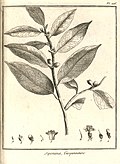 Ciponima guianensis Aublet 1775 pl 226.jpg