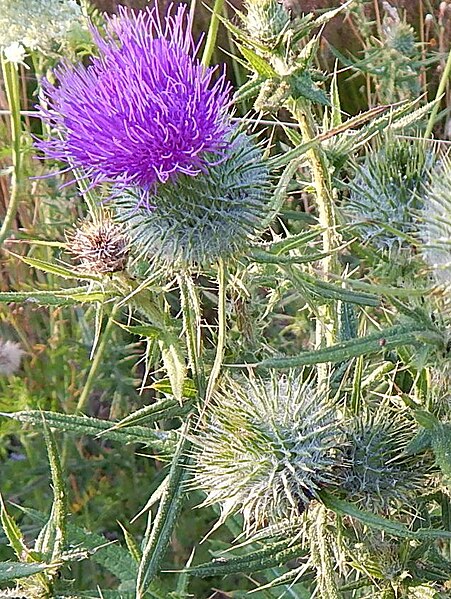 File:Cirsium vulgare, aka bull thistle.jpg