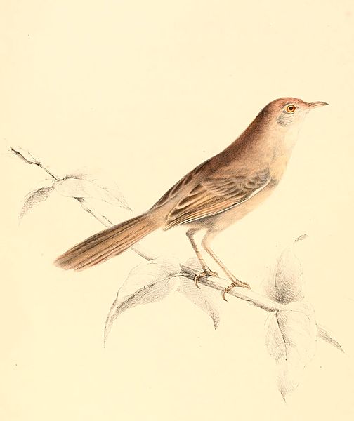 File:Cisticola aberrans 1838.jpg