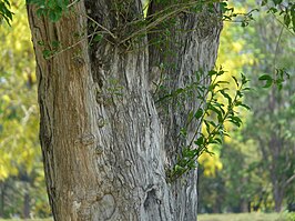 Hertenrits (plant)