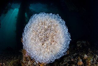 <i>Clavelina lepadiformis</i> Species of sea squirt