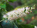 Clethra fargesii, Orszelina Fargesa, 2020-08-07