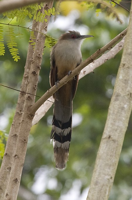 Coccyzus merlini -Pinar del Rio Province, Cuba-8 (1).jpg