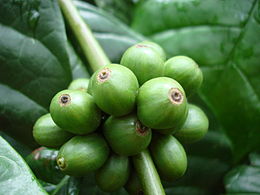 Didžiojo kavamedžio (Coffea canephora arba Coffea robusta) nokstančios uogos