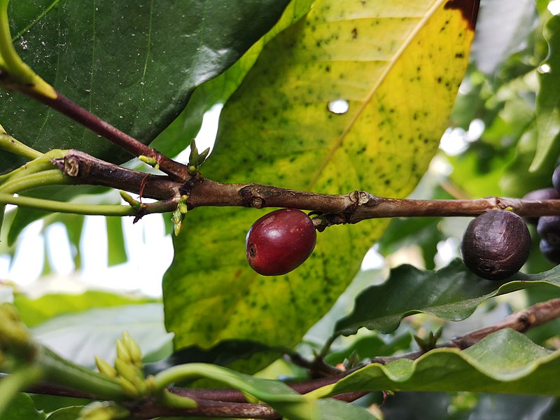 File:Coffee arabica cherry.jpg