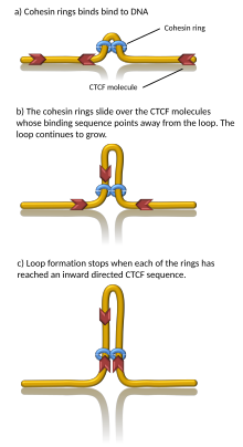 DNA loop extrusion through cohesin rings Cohesin-LoopExtrusion-EN.svg