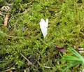 Colchicum montanum opening.jpg