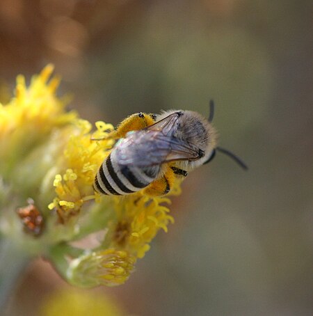 Colletes_dimidiatus