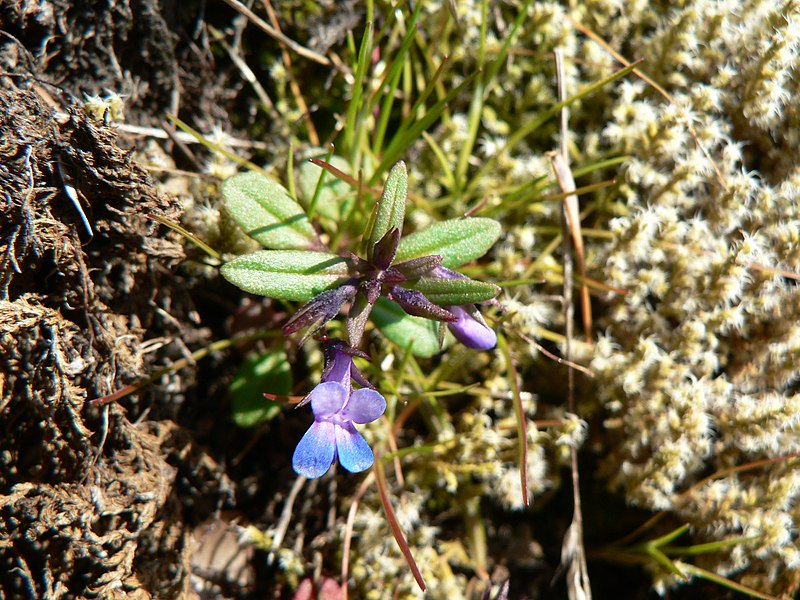 File:Collinsia parviflora 37842.JPG