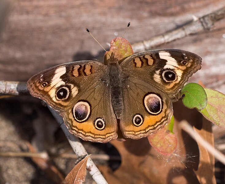 File:Common buckeye in Jamaica Bay Wildlife Refuge (41100).jpg