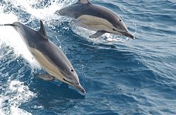 Parastie delfīni (Delphinus delphis)