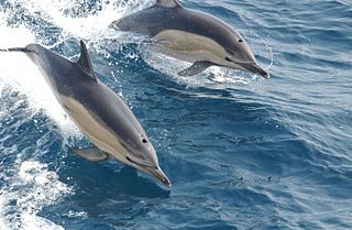 Common dolphin genus of mammals