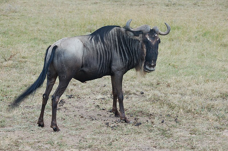 File:Common wildebeest.jpg