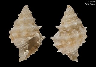 <i>Conchatalos spinula</i> Species of gastropod