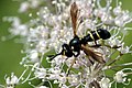 Conops flavipes, femelle (Ardennes belges)