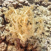 Coral blando (Dendronephthya klunzingeri), parque nacional Ras Muhammad, Egipto, 2022-03-27, DD 30.jpg