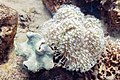 * Nomination: Corals (Sarcophyton glaucum, Xenia umbellata), Ras Muhammad National Park, Egypt --Poco a poco 14:01, 29 June 2022 (UTC) * * Review needed