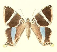 Coronidia hysudrus.jpg