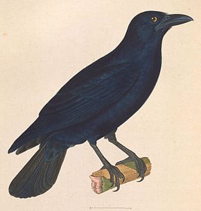 Descrizione dell'immagine Corvus nasicus 1838.jpg.