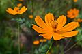 Cosmos sulfureux (Cosmos sulphureus)