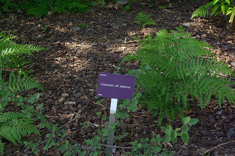 File:Cotoneaster atlanticus, Conservatoire botanique national de Brest 01.jpg