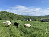 A picture of cows on a hillside in hinesburg town forest in Vermont
