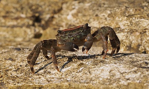 Pachygrapsus marmoratus (Marbled Rock Crab)