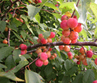 <i>Prunus rivularis</i> Species of tree