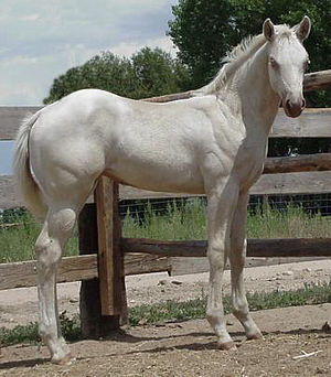 Pferd Farbe Cremello