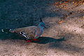 Crested Pigeon (Ocyphaps lophotes) (10000766175).jpg