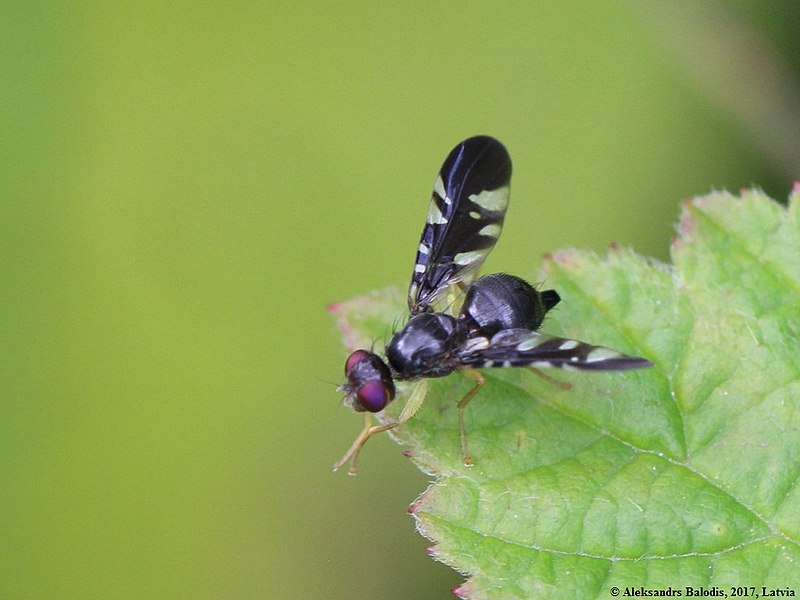 File:Cryptaciura rotundiventris 01.JPG