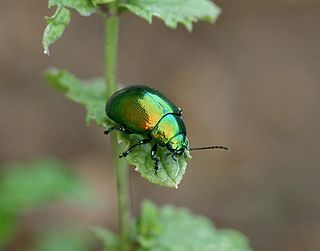 <span class="mw-page-title-main">Cryptocephalini</span> Tribe of beetles