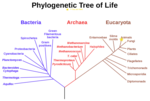 Miniatura per Fitxer:Current location in evolution.png