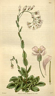 Curtis's botanical magazine (8294334968).jpg
