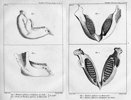This illustration of an Indian elephant jaw and a mammoth jaw (top) is from Cuvier's 1796 paper on living and fossil elephants.
