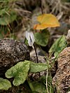 Cyclamen balearicum (habitus).jpg
