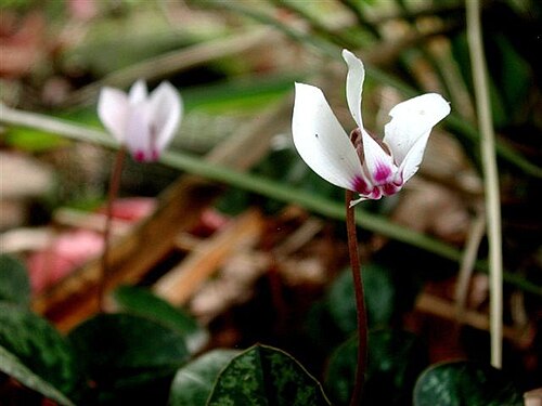 Cyclamen cilicium album.jpg