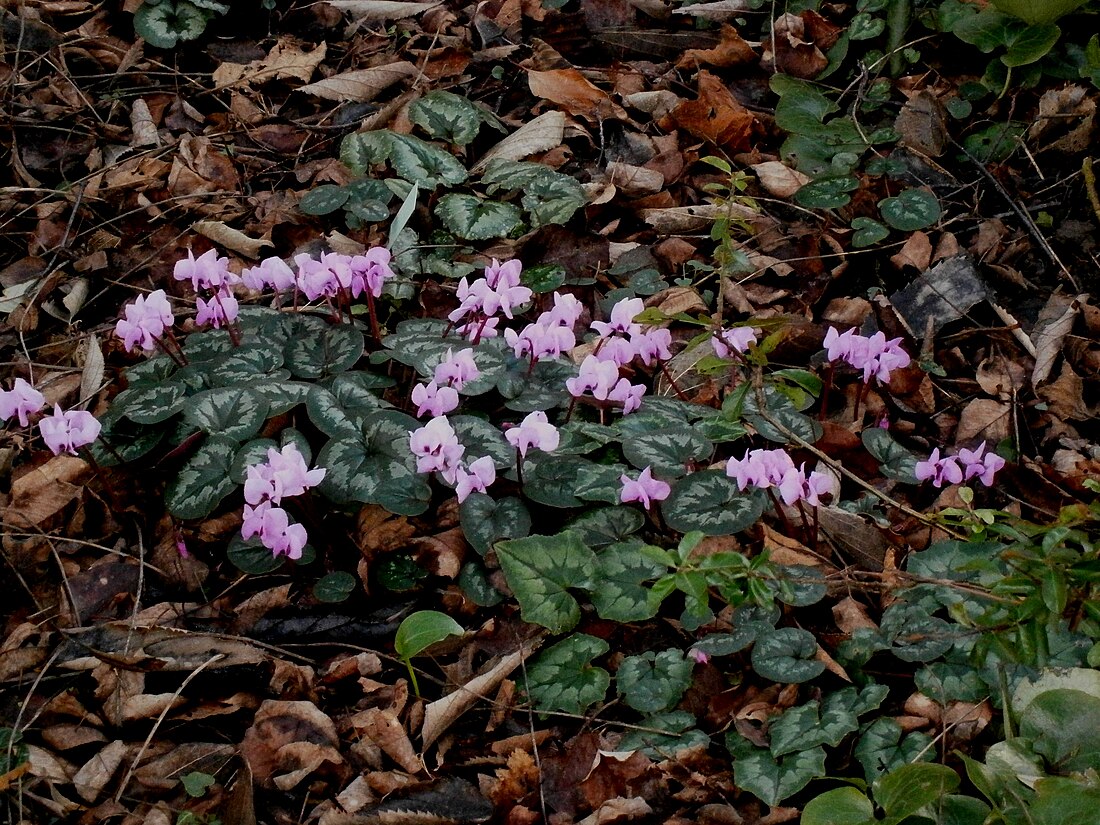 Cyclamen coum