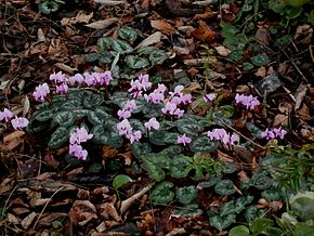 Bildebeskrivelse Cyclamen coum clump01.jpg.