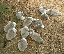 Cygnets at Abbotsbury Cygnets at Abbotsbury Swannery.jpg