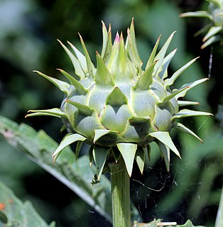 <i>Cynara</i> Genus of large, edible thistles