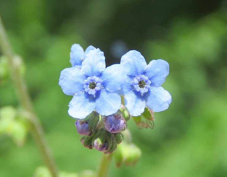 File:Cynoglossum zeylanicum - Ceylon Forget-Me-Not on way from Gangria to Govindghat at Valley of Flowers National Park - during LGFC - VOF 2019 (4) (cropped).jpg